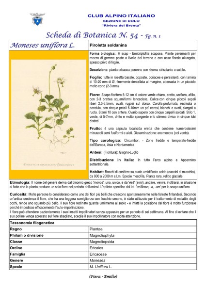 Scheda di Botanica n. 54 Moneses uniflora fg. 1 - Piera, Emilio