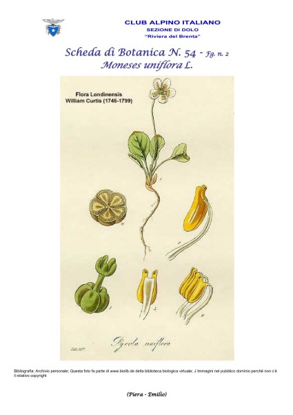 Scheda di Botanica n. 54 Moneses uniflora fg. 2 - Piera, Emilio