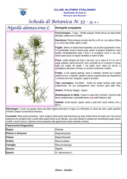 Scheda di Botanica N. 53 Nigella damascena fg. 1 - Piera, Emilio