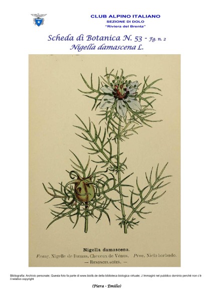 Scheda di Botanica N. 53 Nigella damascena fg. 2 - Piera, Emilio