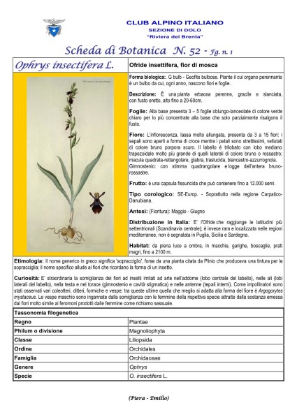 Scheda di Botanica n. 52 Ophrys insectifera fg. 1 -Piera, Emilio