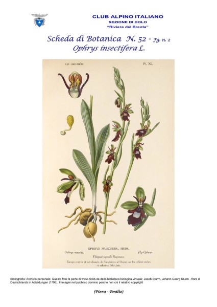 Scheda di Botanica N. 52 Ophrys insectifera fg. 2 - Piera, Emilio