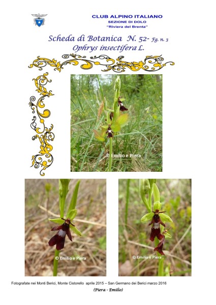 Scheda di Botanica N. 52 Ophrys insectifera fg. 3 - Piera, Emilio