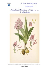 Orchis simia fg. n .2