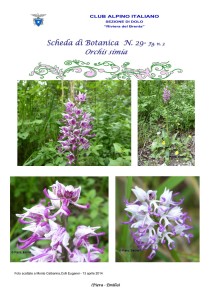 Orchis simia fg. n. 3