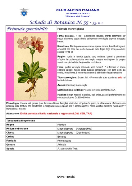 Scheda di Botanica n. 55 Primula spectabilis fg 1 - Piera, Emilio