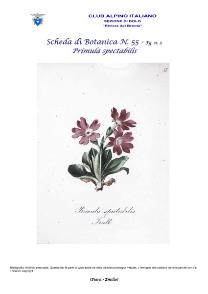 Scheda di Botanica n. 55 Primula spectabilis fg 2 - Piera, Emilio