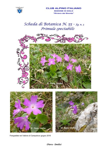 Scheda di Botanica n. 55 Primula spectabilis fg 3 - Piera, Emilio