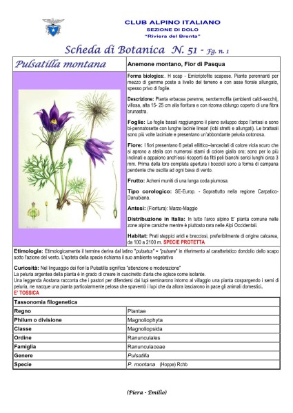 Scheda di Botanica N. 51 Pulsatilla montana fg. 1 - Piera, Emilio