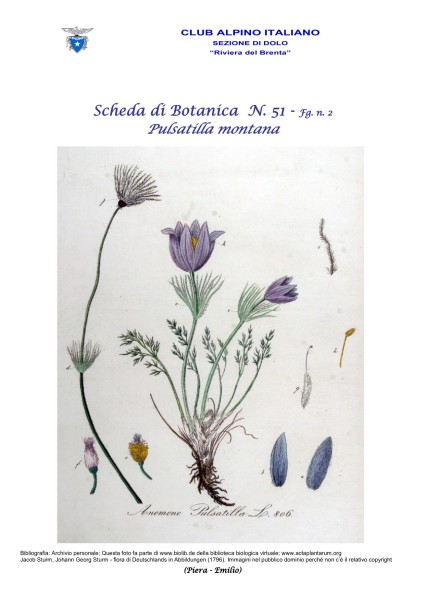 Scheda di Botanica N. 51 Pulsatilla montana fg. 2 - Piera, Emilio