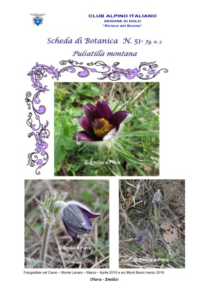 Scheda di Botanica N. 51 Pulsatilla montana fg. 3 - Piera, Emilio