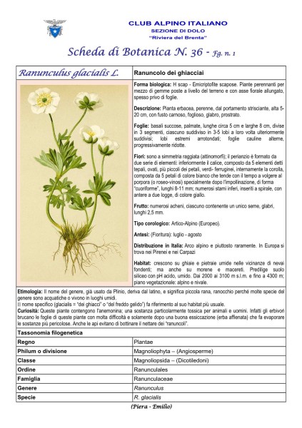 Scheda di botanica n.36 Ranunculus glacialis - Piera, Emilio