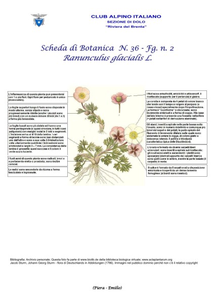 Scheda di Botanica n. 36 Ranunculus glacialis - Piera, Emilio