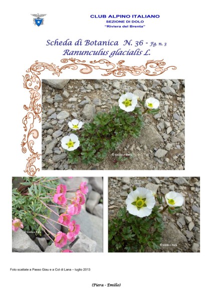 Scheda di Botanica n. 36 Ranunculus glacialis - Piera, Emilio