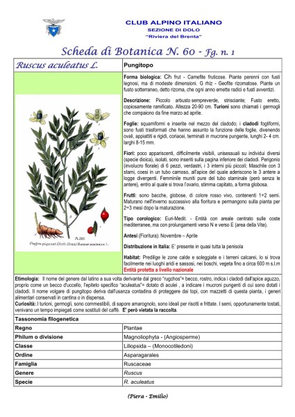 Scheda di Botanica N. 60 Ruscus aculeatus fg.1 - Piera, Emilio