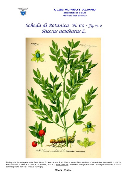 Scheda di Botanica N. 60 Ruscus aculeatus fg. 2 - Piera, Emilio