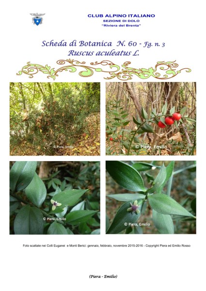 Scheda di Botanica N. 60 Ruscus aculeatus fg.3 - Piera, Emilio