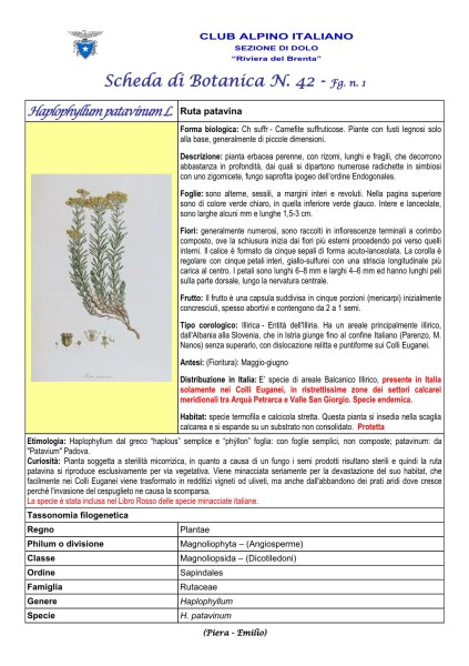 SCHEDA N. 42 Haplophyllum patavinum L. fg 1 - Piera, Emilio