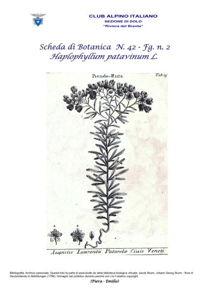 SCHEDA N. 42 Haplophyllum patavinum L. fg 2 - Piera, Emilio