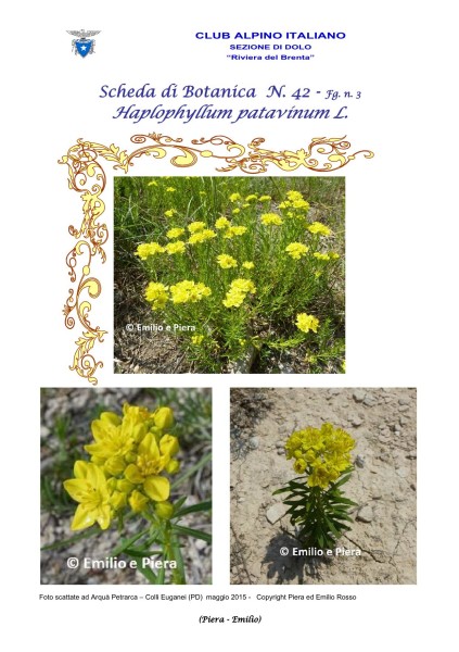 SCHEDA N. 42 Haplophyllum patavinum L. fg 3 - Piera, Emilio