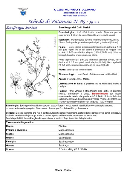 Scheda di Botanica n. 65 Saxifraga berica fg. 1 - Piera, Emilio