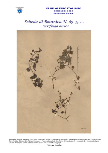 Scheda di Botanica n. 65 Saxifraga berica fg. 2 - Piera, Emilio