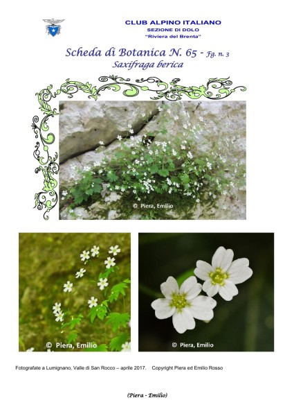 Scheda di Botanica n. 65 Saxifraga berica fg. 3 - Piera, Emilio