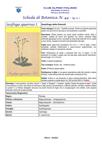 Scheda di Botanica n. 44 Saxifraga squarrosa fg. 1 - Piera, Emilio