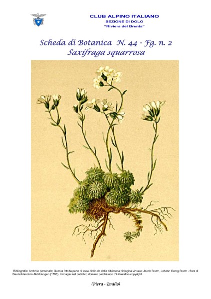Scheda di Botanica n. 44 Saxifraga squarrosa fg. 2 - Piera, Emilio