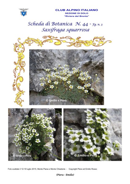 Scheda di Botanica n. 44 Saxifraga squarrosa fg. 3 - Piera, Emilio